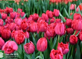 Tulipa Love Magic ® (2)